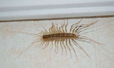 Centipede în apartament Cum sa scapi in casa, casa miriapod, insecte negre miriapod