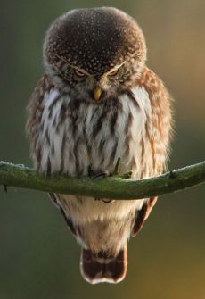 Owl și semnele de ea, pechechen plin