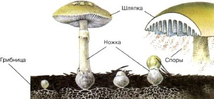 spori de ciuperci ca o formă care este miceliu, cum să obțineți semințe, care, o grupă Candidei