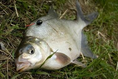 Metode de capturare podleschika (podleschika) Moduri de capturare plătică alb