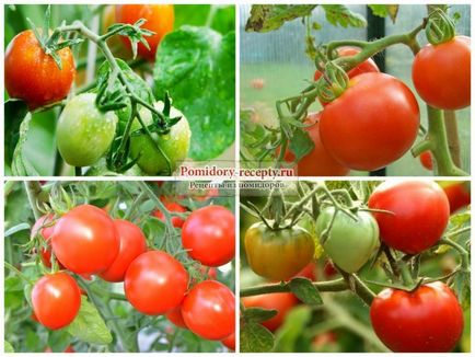 Metode de tratare a bolilor de tomate