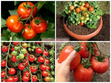 Metode de tratare a bolilor de tomate