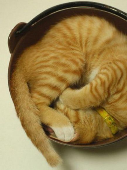 Sleeping pisici - o mare colecție de fotografii amuzante