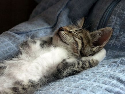 Sleeping pisici - o mare colecție de fotografii amuzante