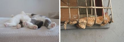 Cat de dormit, pisică de dormit - 35 foto-casa într-un sat