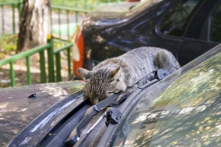 Cat de dormit, pisică de dormit - 35 foto-casa într-un sat