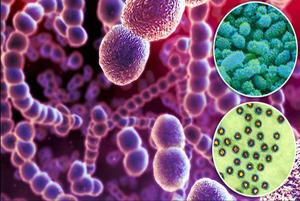 hemolitic Staphylococcus (Staphylococcus aureus hemolitic) la barbati simptome, frotiu și cultură la