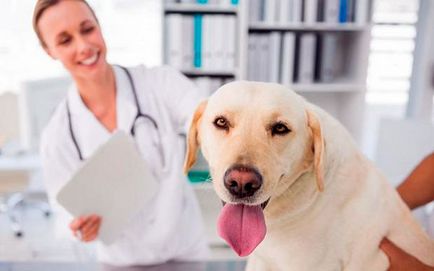 caracteristici de sterilizare pentru câini și beneficiile procedurii