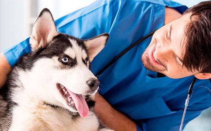caracteristici de sterilizare pentru câini și beneficiile procedurii