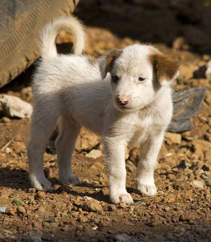 Sterilizarea câini argumente pro și contra, vârsta, efectele prețului, câine, după sterilizare (câine, după o intervenție chirurgicală) Sterilizarea câini argumente pro și contra, vârsta, efectele prețului, câine după sterilizare