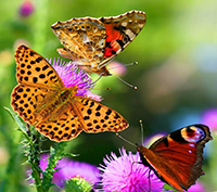 Poezii despre fluturi, fluture