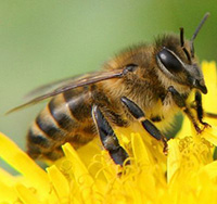 Poezii despre pcholku de albine, albine