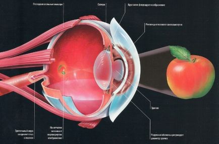Structura omului ochi - anatomie, poze, fotografii