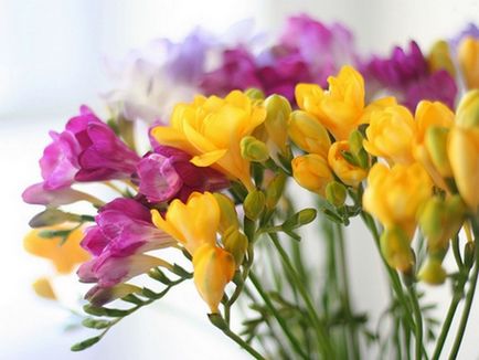Buchet de frezii flori deosebite pentru o mireasa romantica