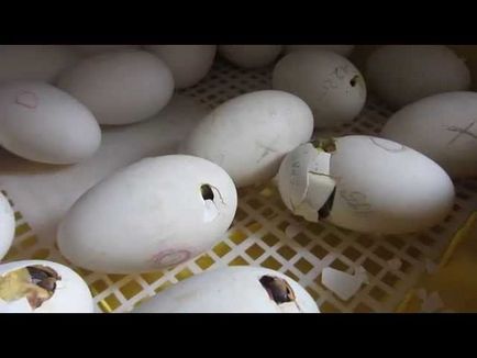 temperatura din incubator pentru ouă de rață masa incubație pui și subtilitate