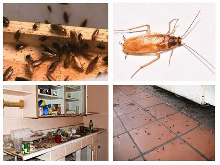 Gândaci în apartament - din ceea ce apare și ce să facă în cazul în care sunt crescute