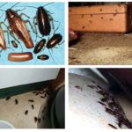 Gândaci în apartament - din ceea ce apare și ce să facă în cazul în care sunt crescute