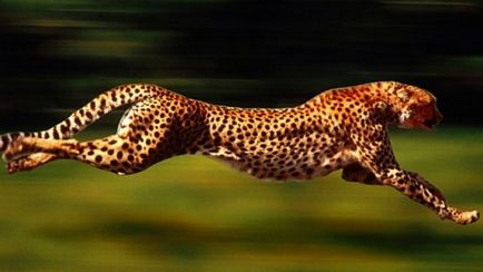 Top 25 cele mai rapide animale terestre