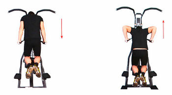 Triceps - Exerciții și caracteristici de formare