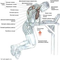 Triceps - Exerciții și caracteristici de formare