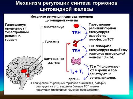 TTG este redus - ceea ce înseamnă (redus) TTG este redus - ceea ce înseamnă