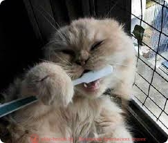 O pisica are o probleme dureri de dinți, boli, tratamentul bolilor în pisici