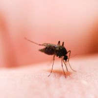 mușcături de țânțar - cum pentru a elimina umflarea