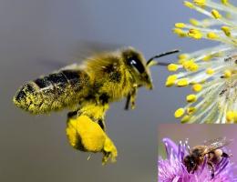 Un stup pentru albine, modul de a face corect un stup, face stup cu mâinile lor