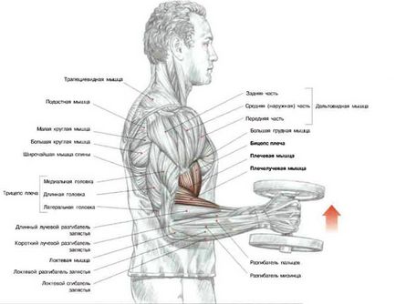 Exercitarea ciocane secrete, tehnici și erori în execuție, trainingbody (exercițiu) Exercitarea ciocane secrete, tehnici și erori în execuție, trainingbody