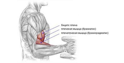 ciocan Exercitarea pe biceps și brachialis