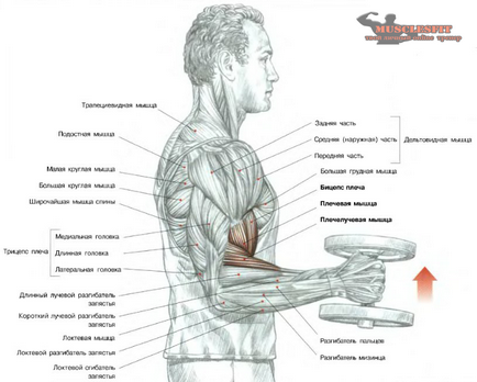 Exercitarea pentru biceps ciocan, musclesfit