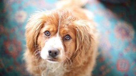 Câini papilomavirus - tratament de papiloame la câini la domiciliu