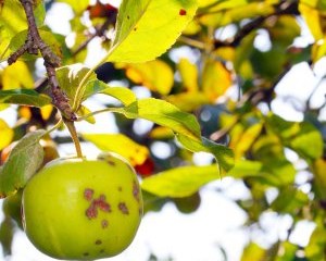 În mere frunze galbene, ce să facă și cum să trateze specialiștilor responsabili