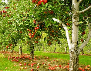 În mere frunze galbene, ce să facă și cum să trateze specialiștilor responsabili