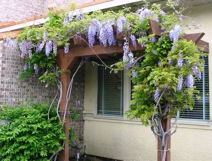 grădinărit verticală la cabana Photo