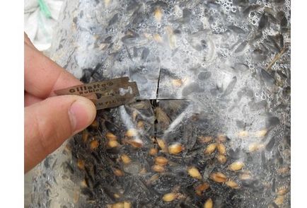 cultivarea ciupercilor Oyster în saci, tehnologie, fotografie, alegeți o aterizare