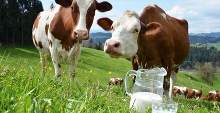 Este profitabil pentru a păstra o vacă pentru lapte și se calculează comentarii