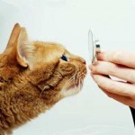 Caderea parului la pisici cauze si tratament, fotografie, mănunchiuri de pe abdomen și picioare, spate și coadă, gât,