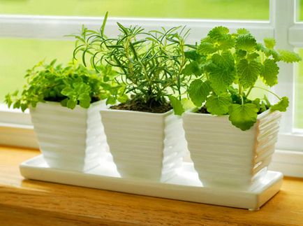 Cultivăm salata verde pe un pervaz acasă
