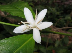 Cultivarea arborilor de cafea pe un pas cu pas pervaz cu fotografii, de îngrijire de plantare, conac exemplar