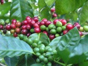 Cultivarea arborilor de cafea pe un pas cu pas pervaz cu fotografii, de îngrijire de plantare, conac exemplar