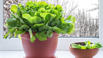 Cultivarea salata verde pe un pervaz