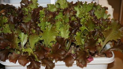 Cultivarea salata verde pe un pervaz