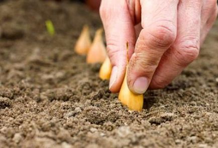 Cultivarea ceapa din Seva în câmp deschis, pregătire pentru plantare (deschis) Cultivarea ceapa de la Seva în teren deschis, se pregătească pentru aterizare