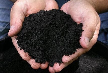 Cultivarea ceapa din Seva în câmp deschis, pregătire pentru plantare (Seva) Cultivarea ceapa de la Seva în teren deschis, se pregătească pentru aterizare