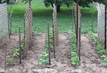 Cultivarea castraveți pe un spalier în câmp deschis