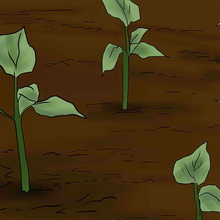 Cultivarea castraveți în clipul video teren deschis, cum să planteze răsaduri și de îngrijire pentru plante