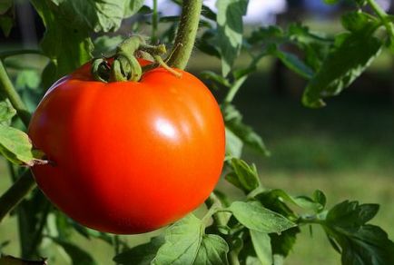 Cultivarea tomate Cum să crească roșii, de îngrijire a plantelor