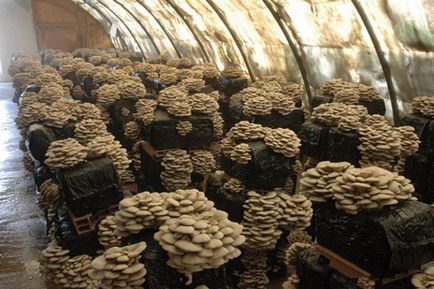 Cultivarea ciupercilor stridie la domiciliu pentru începători Vila