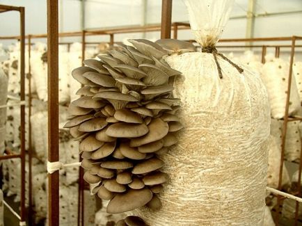 Cultivarea ciupercilor stridie la domiciliu pentru începători Vila